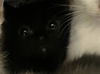 adoptable Cat in  named POP