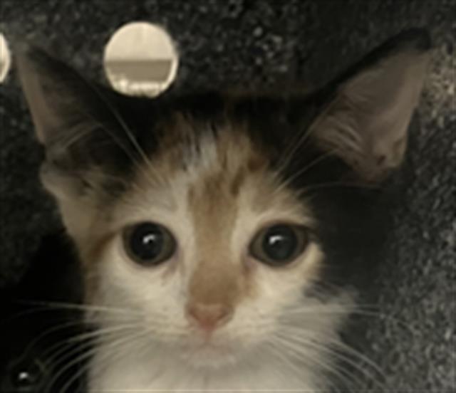 adoptable Cat in Dallas, TX named KRACKLE