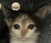 adoptable Cat in  named KRACKLE
