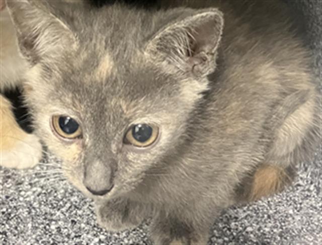adoptable Cat in Dallas, TX named BOOM