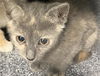 adoptable Cat in  named BOOM