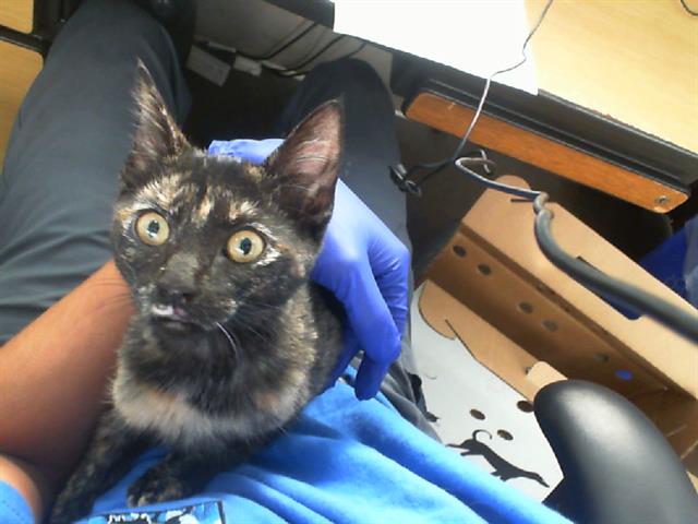 adoptable Cat in Dallas, TX named LUCKY
