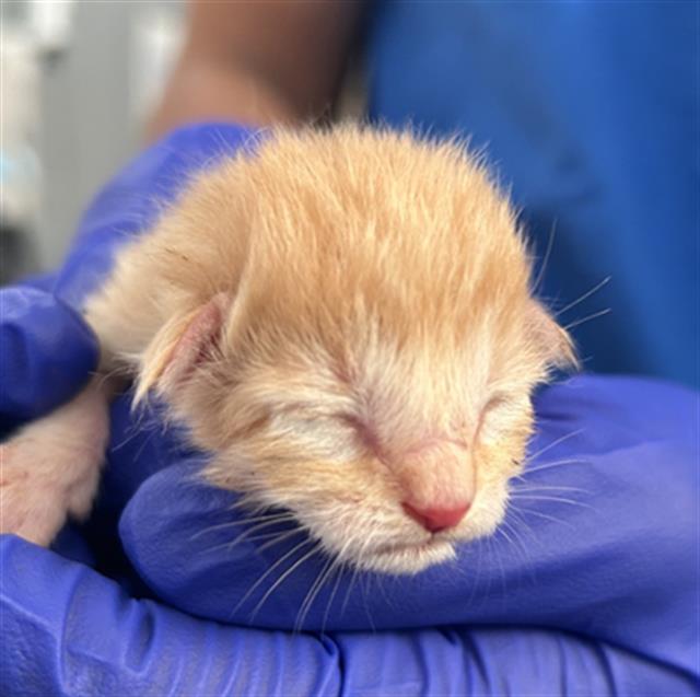 adoptable Cat in Dallas, TX named PIGLET