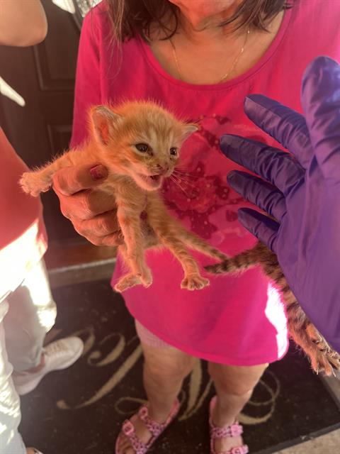 adoptable Cat in Dallas, TX named FRANK