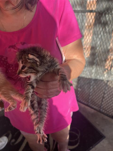 adoptable Cat in Dallas, TX named MIKEY
