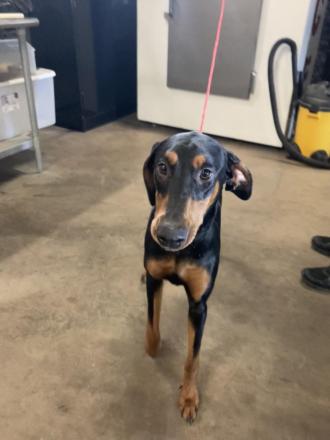 adoptable Dog in Dallas, TX named STAR