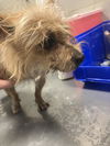 adoptable Dog in  named MEME