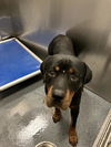 adoptable Dog in Dallas, TX named HARLEY