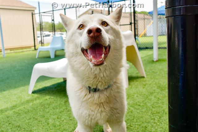 adoptable Dog in Dallas, TX named HI-EL