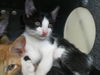 adoptable Cat in Dallas, TX named ROMAN