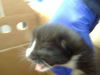 adoptable Cat in Dallas, TX named MIRACLE