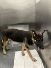 adoptable Dog in Dallas, TX named MAX
