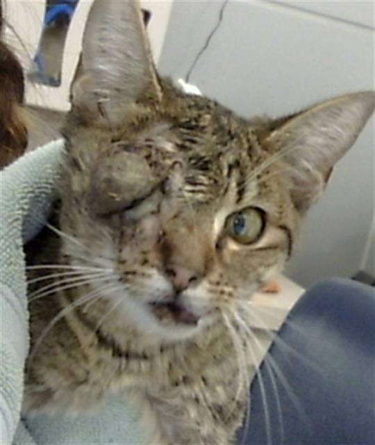 adoptable Cat in Dallas, TX named CY