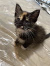 adoptable Cat in  named COCO
