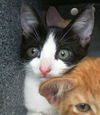 adoptable Cat in Dallas, TX named ROSE