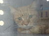 adoptable Cat in Dallas, TX named TANGY