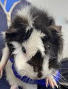 adoptable Guinea Pig in  named OREO