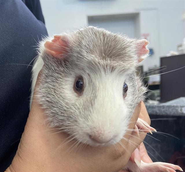 adoptable Guinea Pig in Dallas, TX named MICHAEL