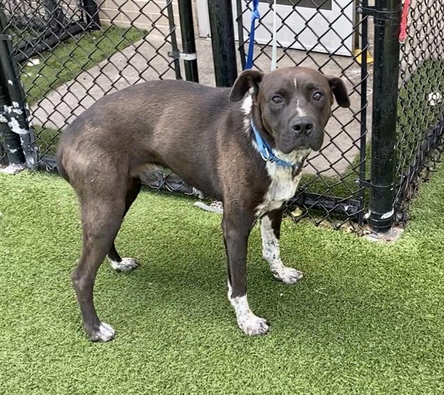 adoptable Dog in Dallas, TX named CURIOUS