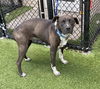 adoptable Dog in Dallas, TX named CURIOUS