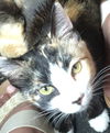adoptable Cat in Dallas, TX named PERSEPHONE