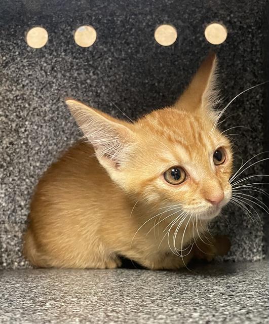 adoptable Cat in Dallas, TX named RED BOX