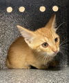 adoptable Cat in  named RED BOX