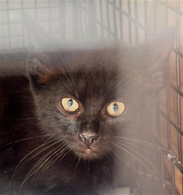 adoptable Cat in Dallas, TX named ISAAC