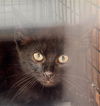 adoptable Cat in dallas, TX named ISAAC