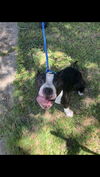 adoptable Dog in  named SPIKE