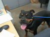 adoptable Dog in  named SONNY