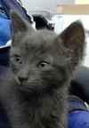 adoptable Cat in dallas, TX named HANKY