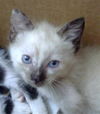 adoptable Cat in dallas, TX named LOLA