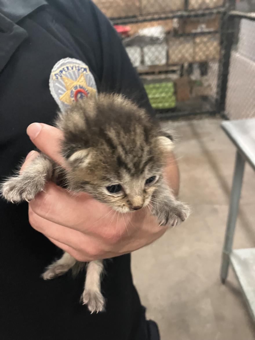 adoptable Cat in Dallas, TX named APOLLO