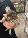 adoptable Cat in dallas, TX named APOLLO
