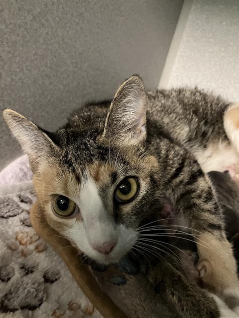 adoptable Cat in Dallas, TX named MISS SHIRLEY