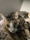 adoptable Cat in dallas, TX named MISS SHIRLEY