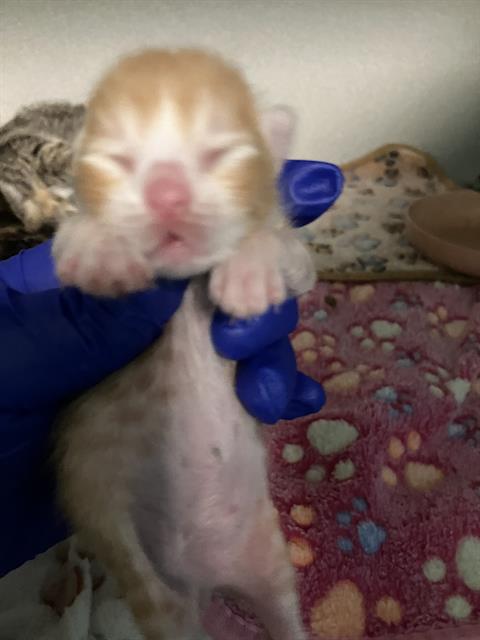 adoptable Cat in Dallas, TX named LITTLE BIT