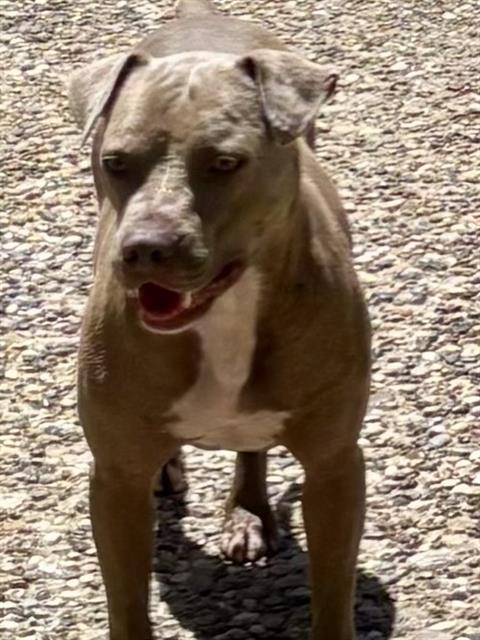 adoptable Dog in Dallas, TX named CURO