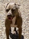adoptable Dog in dallas, TX named CURO