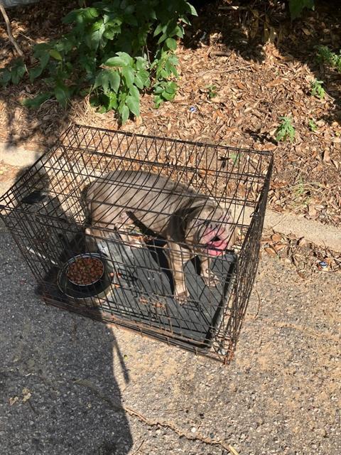 adoptable Dog in Dallas, TX named NORMA