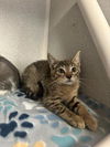adoptable Cat in  named DALLAS