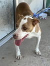 adoptable Dog in dallas, TX named INDIA