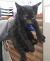adoptable Cat in dallas, TX named BERT