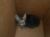 adoptable Cat in  named MONTY