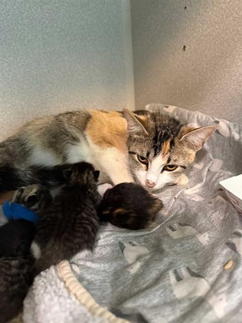 adoptable Cat in Dallas, TX named CALI
