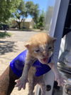 adoptable Cat in dallas, TX named BRENDA