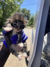 adoptable Cat in dallas, TX named MAYAH