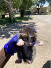 adoptable Cat in dallas, TX named CHRIS