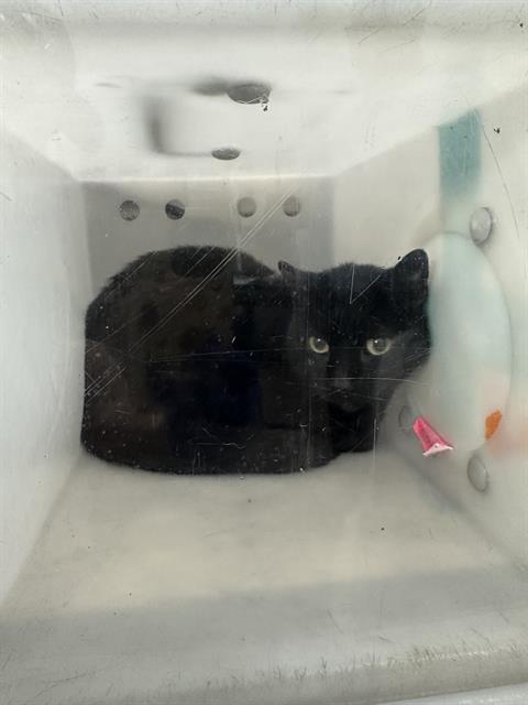 adoptable Cat in Dallas, TX named LOUIS